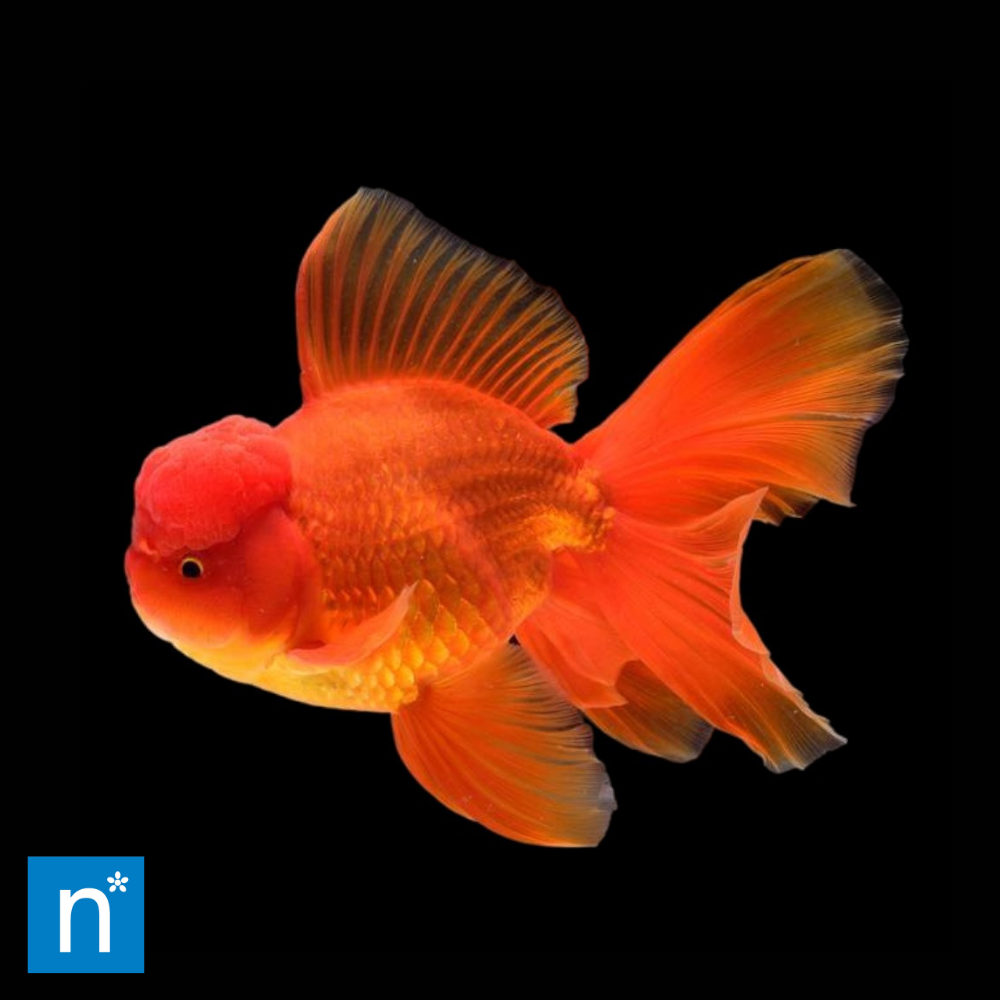 Explore Our Fantails