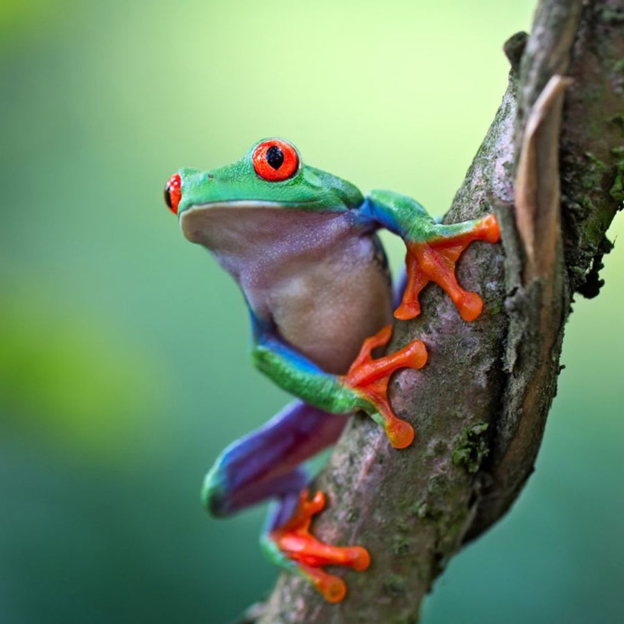 Amphibians