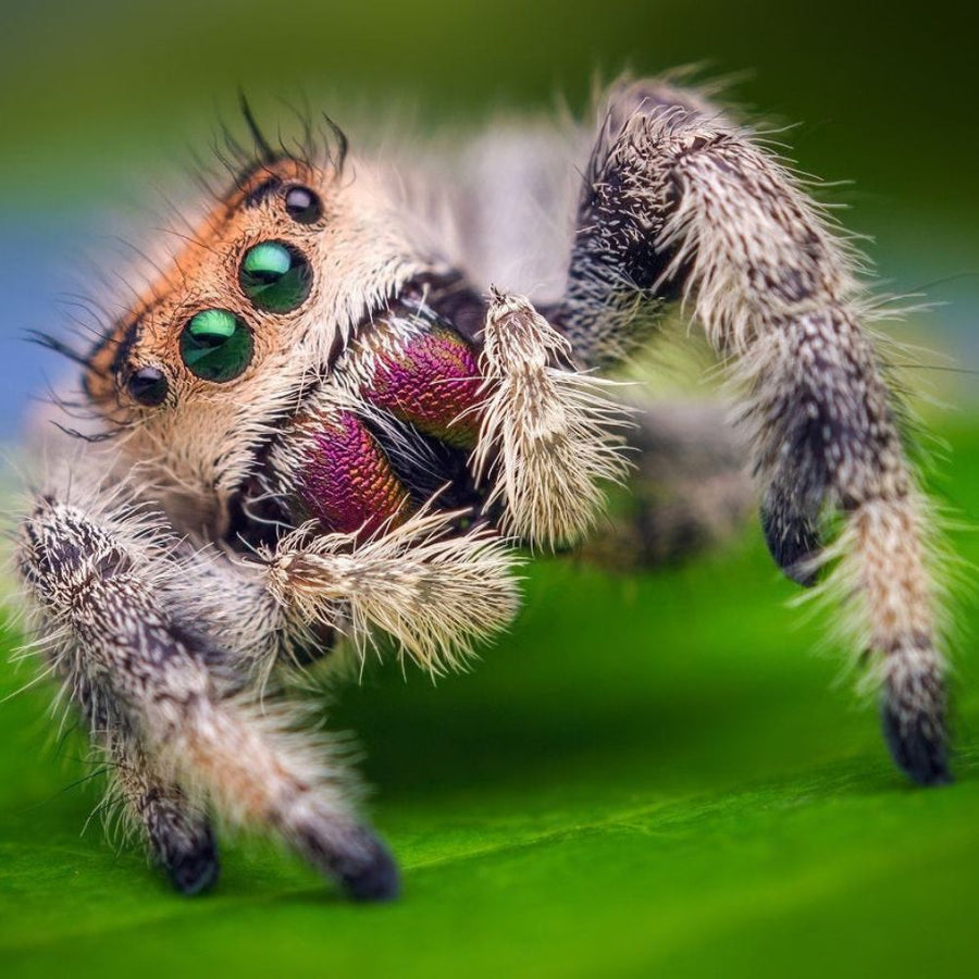 Arachnids