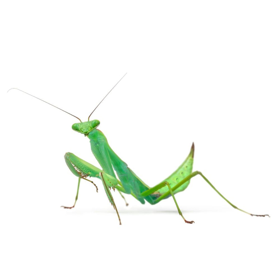 Invertebrates