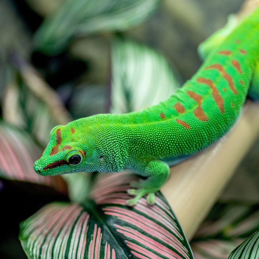 Lizards
