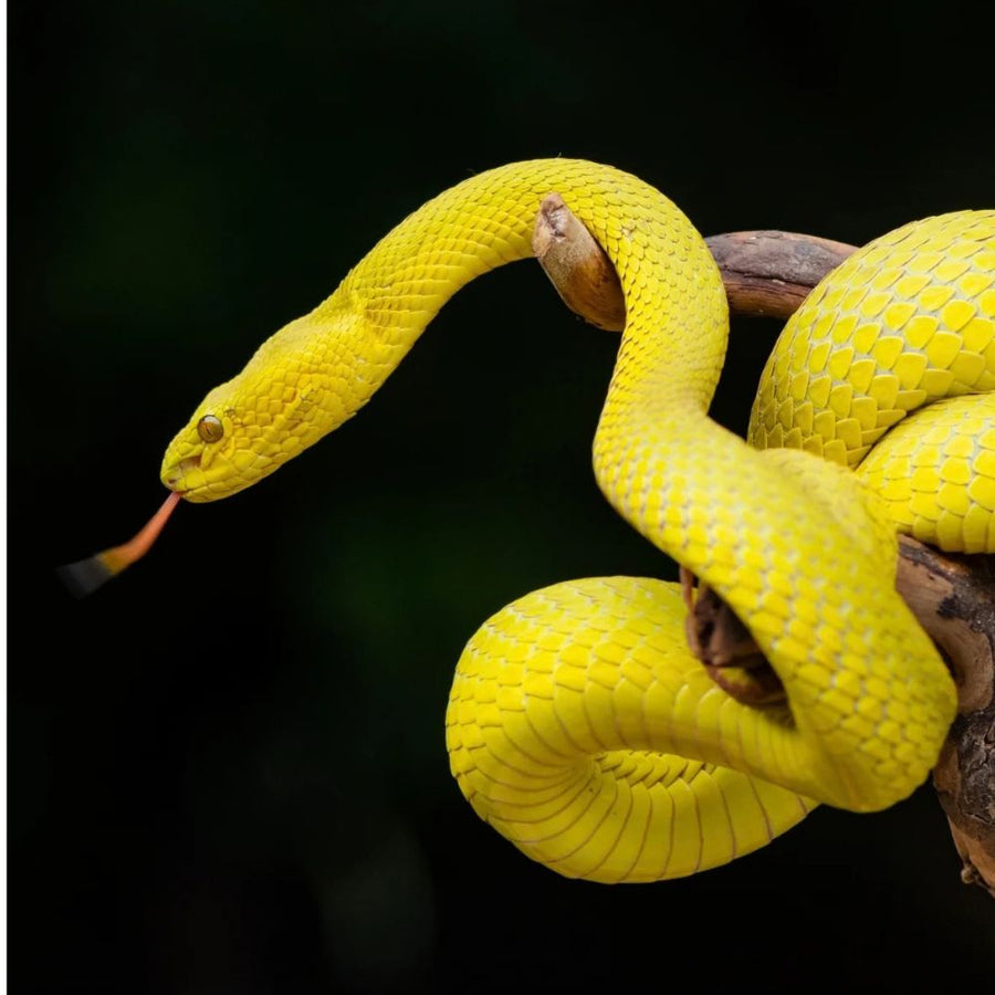 Snakes