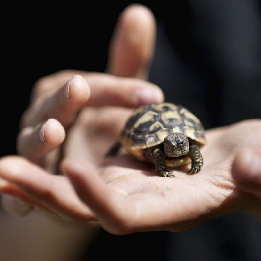 Tortoises & Terrapins