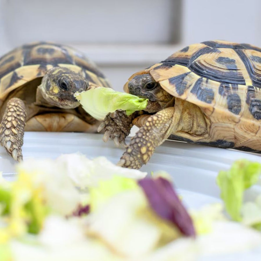 Turtle & Terrapin Supplies