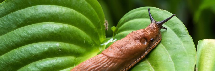 Slug and Snail Control