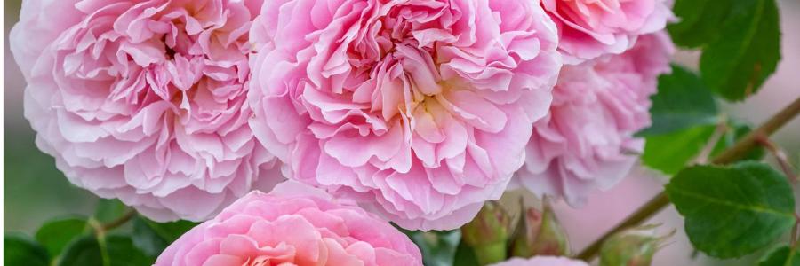 Hybrid Tea Rose