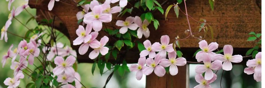 Timber Trellis & Fencing