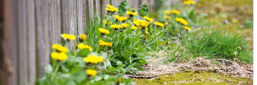 Weed Control For General Weeds in Garden