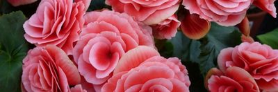 Begonia Bulbs