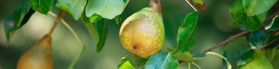 Pear Trees