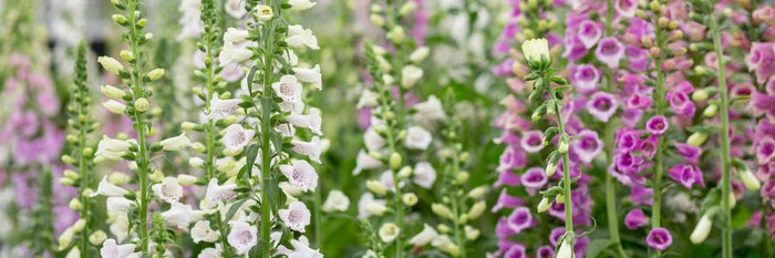 Herbaceous plants