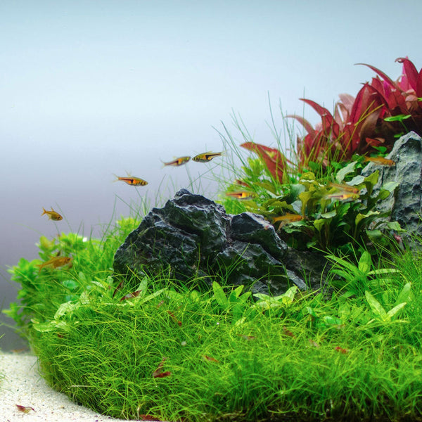 Tropical Aquarium Plants