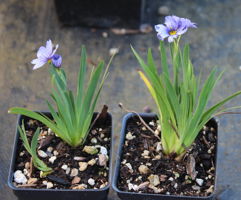 Sisyrinchium 'Devon Skies' / P9