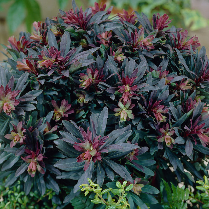 Euphorbia Purpurea Rubra | Wood spurge 'Purpurea'