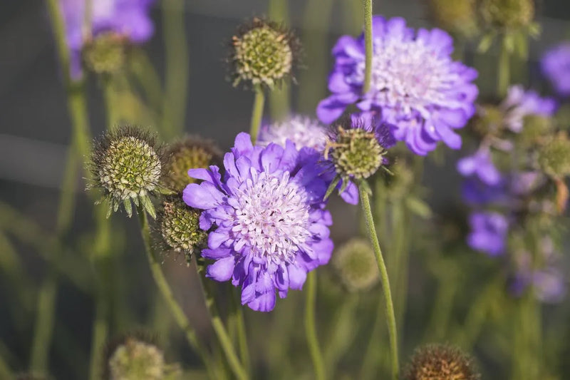 Scabiosa 'Mariposa Blue'