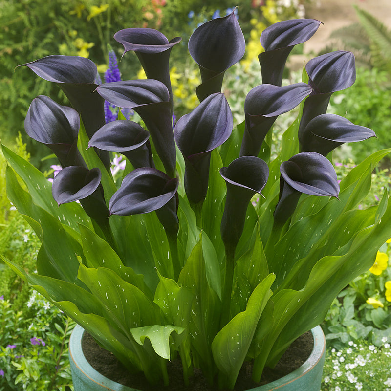 Calla Lilly 'Odessa' (2  Litre)
