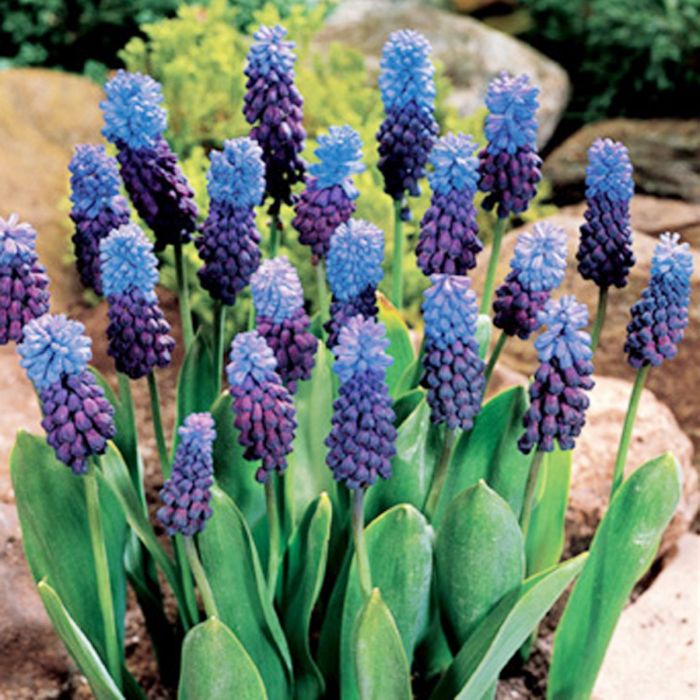 Muscari latifolium | Grape Hyacinth (20 Pack)