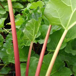 Rhubarb 'Champagne' 3 Litre