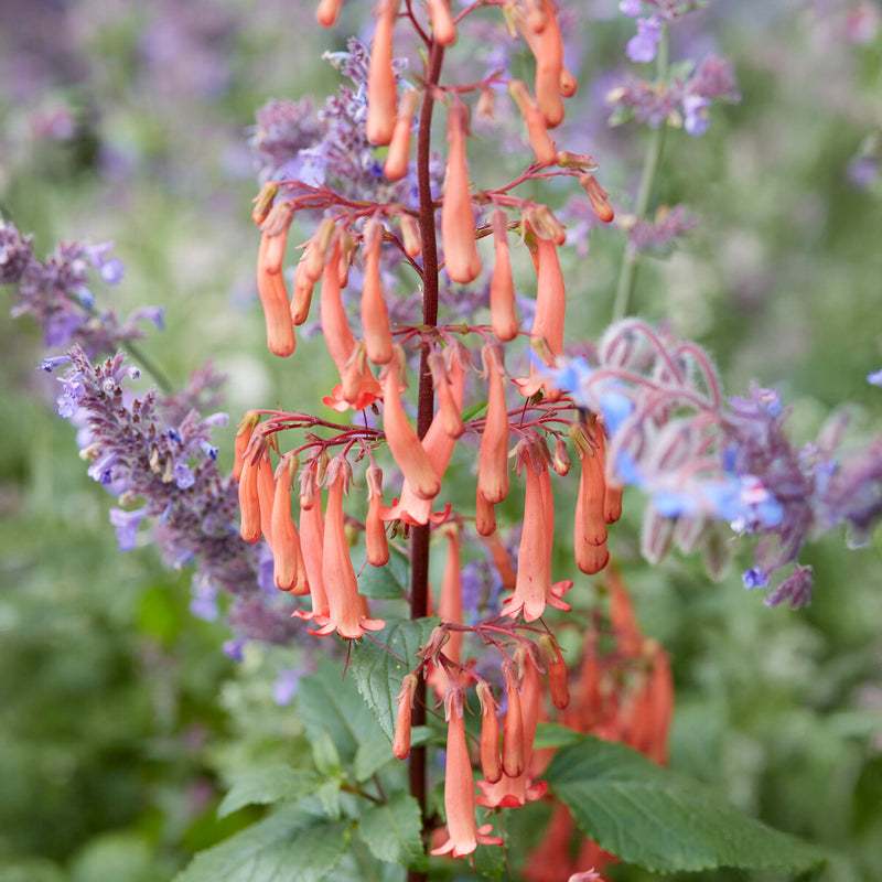 Phygelius ‘Funfare Orange’ flowering in a garden border
