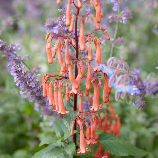 Phygelius ‘Funfare Orange’ flowering in a garden border