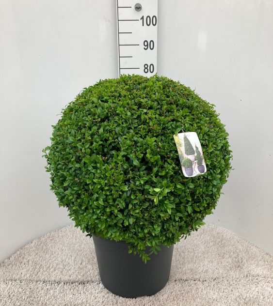 Buxus Sempervirens (60cm Ball | D30)