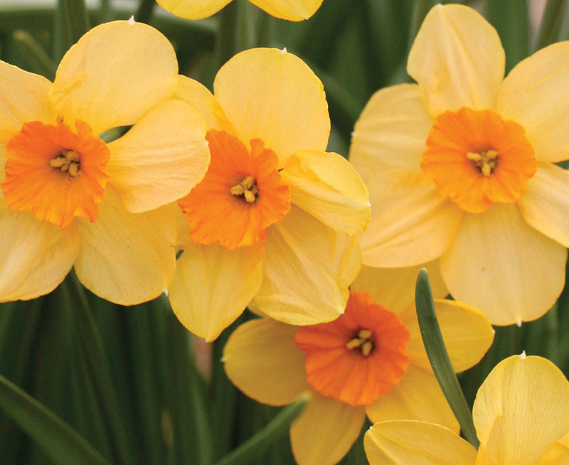 Daffodil Narcissus 'Kedron' (8 Pack)