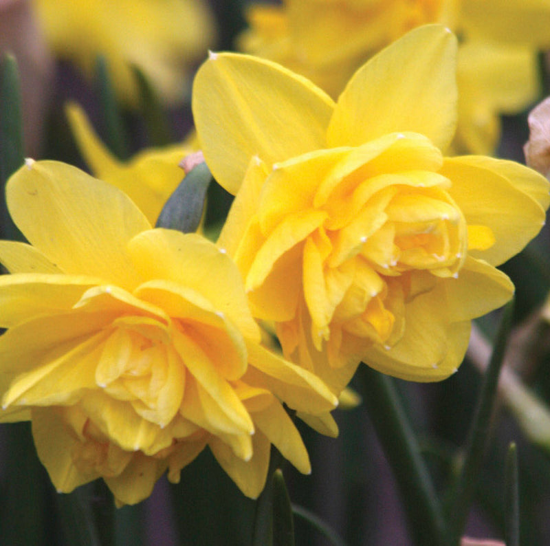 Daffodil Narcissus 'Pencrebar' (7 Pack)