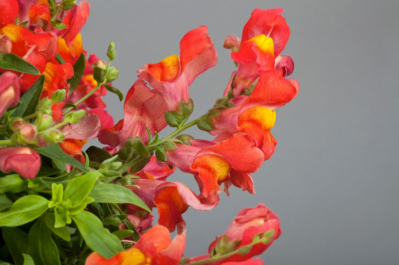 Antirrhinum 'Candy Orange' (2 Litre)