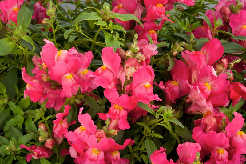 Antirrhinum 'Candy Rose' | Snapdragon (2 Litre)