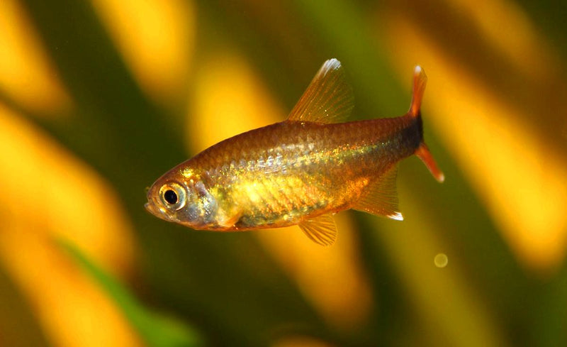 Silvertip Tetra (XL)
