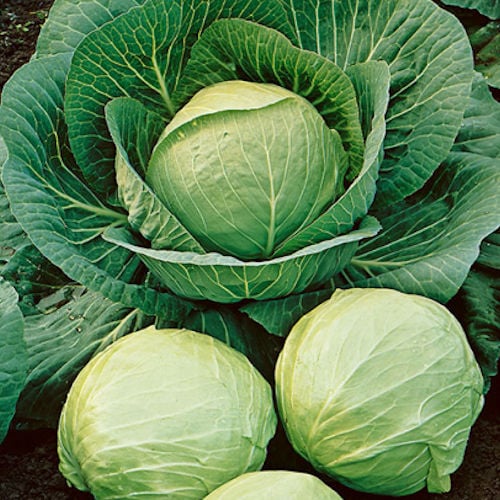 Cabbage Round 12 Pack
