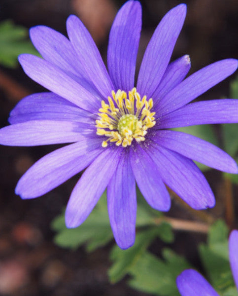 Anemone blanda 'Blue Shades' (25 Pack)