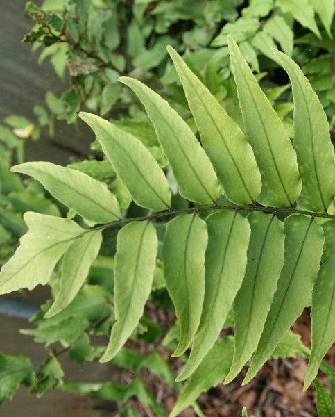 Cyrtomium Fortunei | Fortune's Cyrtomium