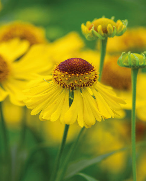 Helenium 'The Bishop' | Sneezeweed 2 Litre