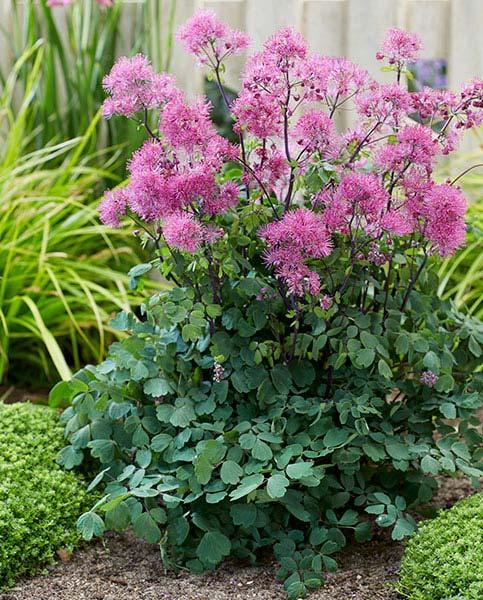 Thalictrum 'Little Pinkie' (2 Litres)