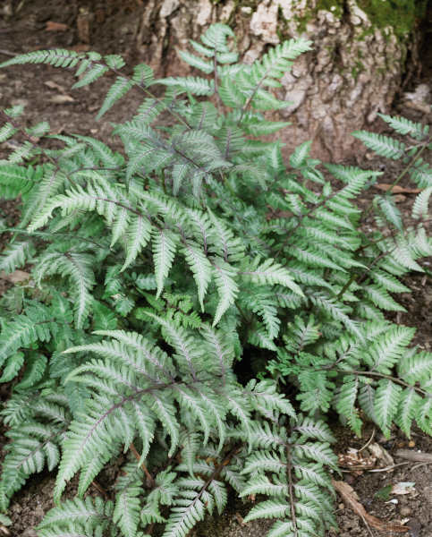 Athyrium Niponicum | 'Red Beauty' (2 Litre)