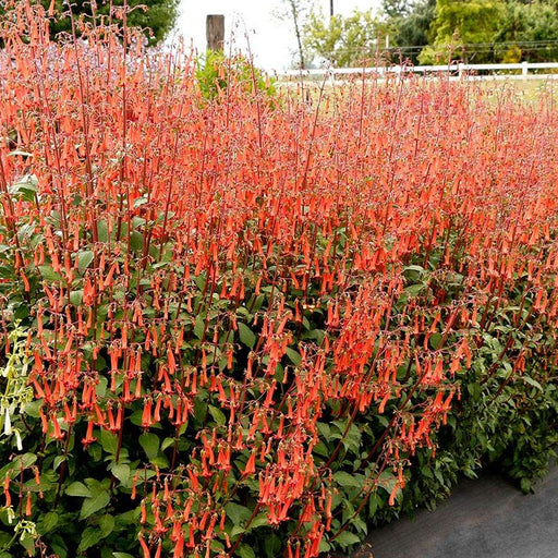 Orange tubular flowers of Phygelius ‘Funfare Orange’