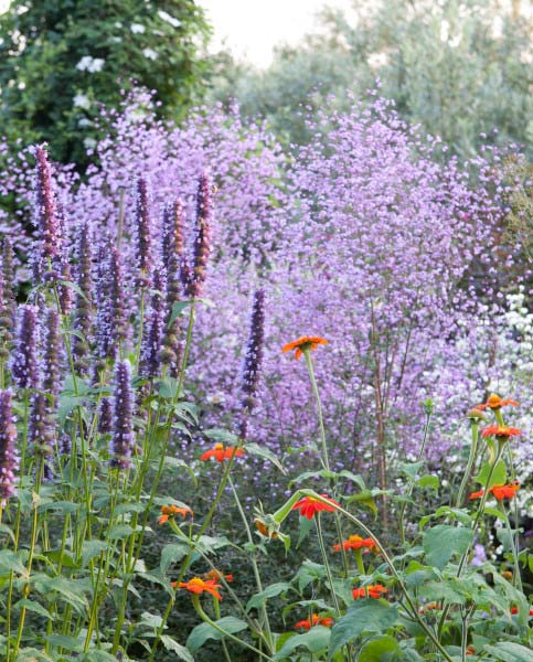 Thalictrum 'Splendide' 2L
