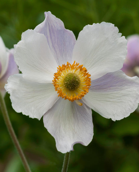 Anemone 'Dreaming Swan' | Japanese Anemone