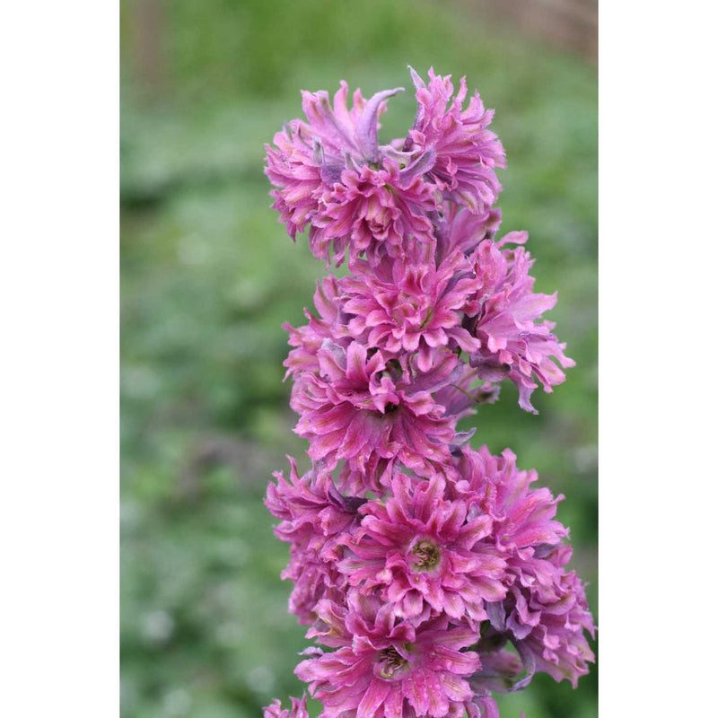 Delphinium Highlander 'Flamenco' (2 Litre)