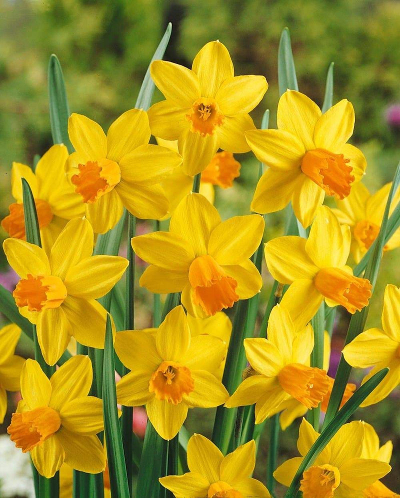 Daffodil Narcissus 'Jetfire' (8 Pack)