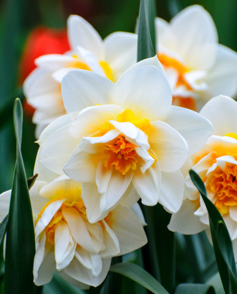 Daffodil Narcissus 'Flower Drift' (5 Pack)