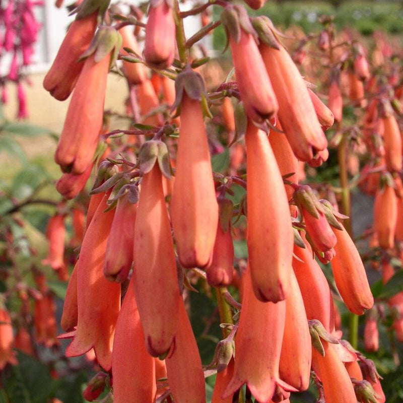 Phygelius ‘Funfare Orange’ plant habit and foliage