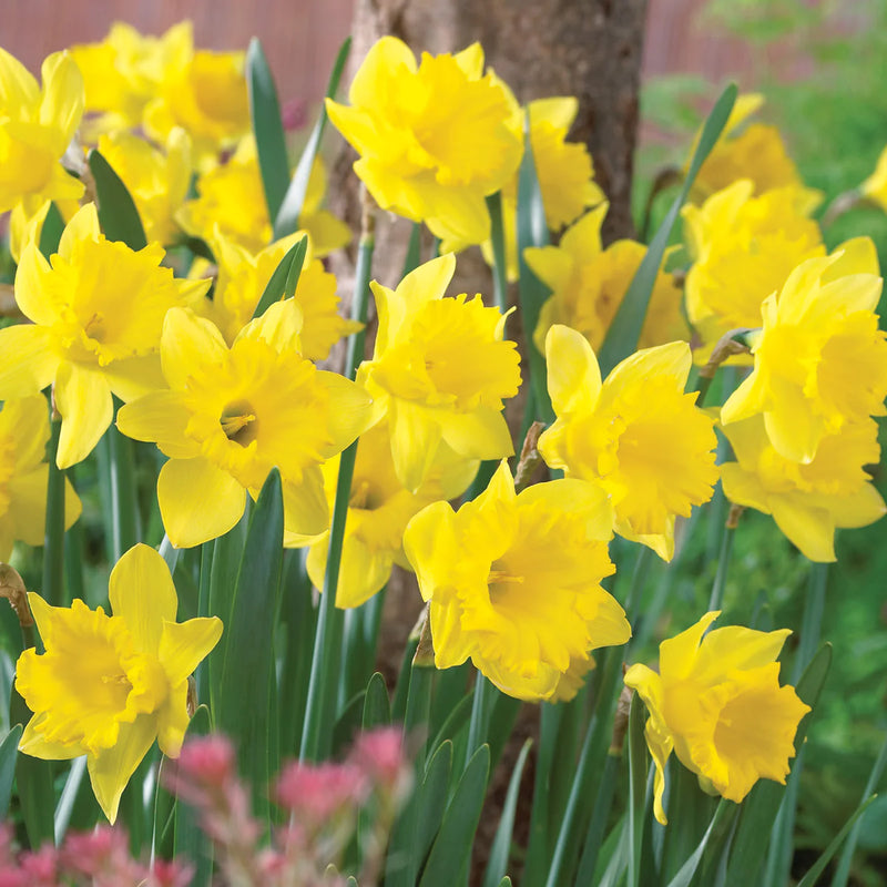 Daffodil Narcissus 'King Alfred' (7 Pack)