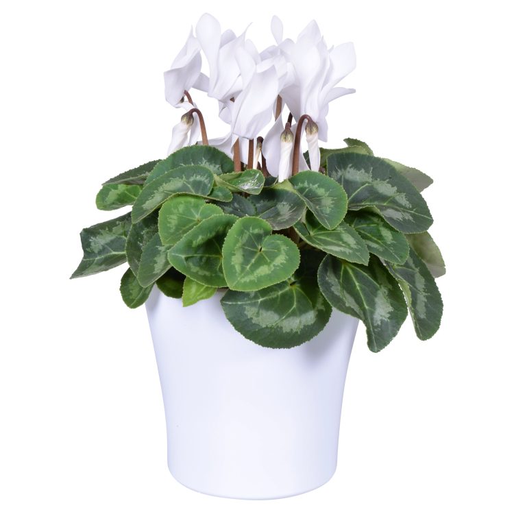 Cyclamen (Super Serie) white in Ceramic Pot (14cm)