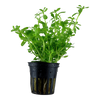 Bacopa Compact Potted 044A