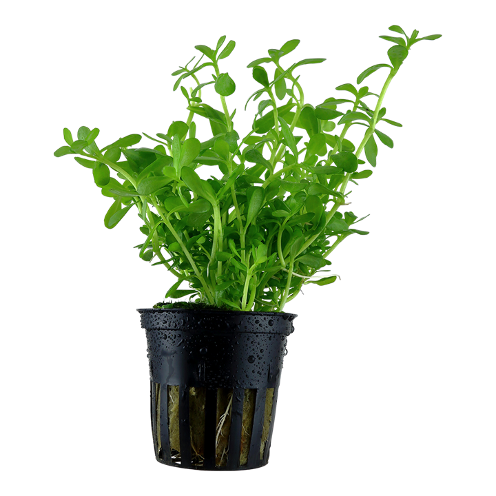 Bacopa Compact Potted 044A
