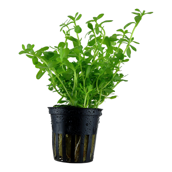 Bacopa Compact Potted 044A
