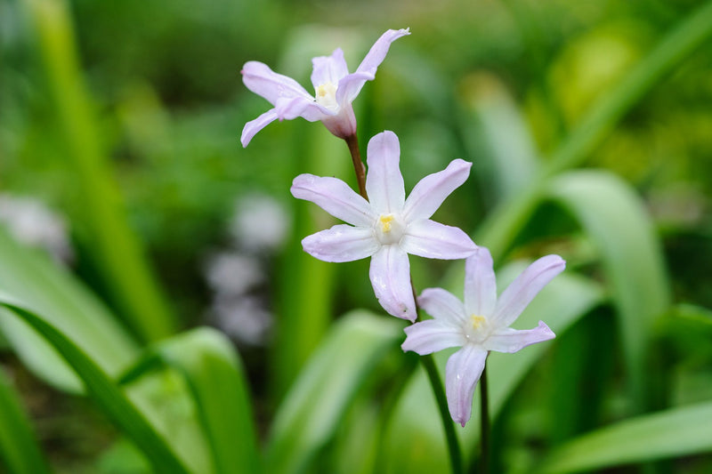 Chionodoxa 'Pink Giant' (12 Bulbs Per Pack)