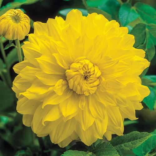 Dahlia Golden Emblem 1 Bulb Per Pack